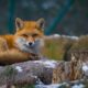 A serene red fox lying on a snowy log in a German forest. Perfect for wildlife photography enthusiasts.
