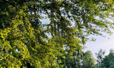 Vibrant green tree canopy against a clear blue sky in a peaceful summer park.