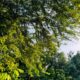 Vibrant green tree canopy against a clear blue sky in a peaceful summer park.