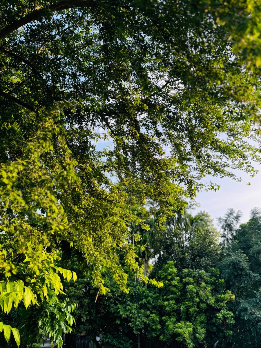Vibrant green tree canopy against a clear blue sky in a peaceful summer park.
