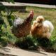 Two chickens, including a Silkie, stand on grass in a sunny garden. Vibrant outdoor scene.
