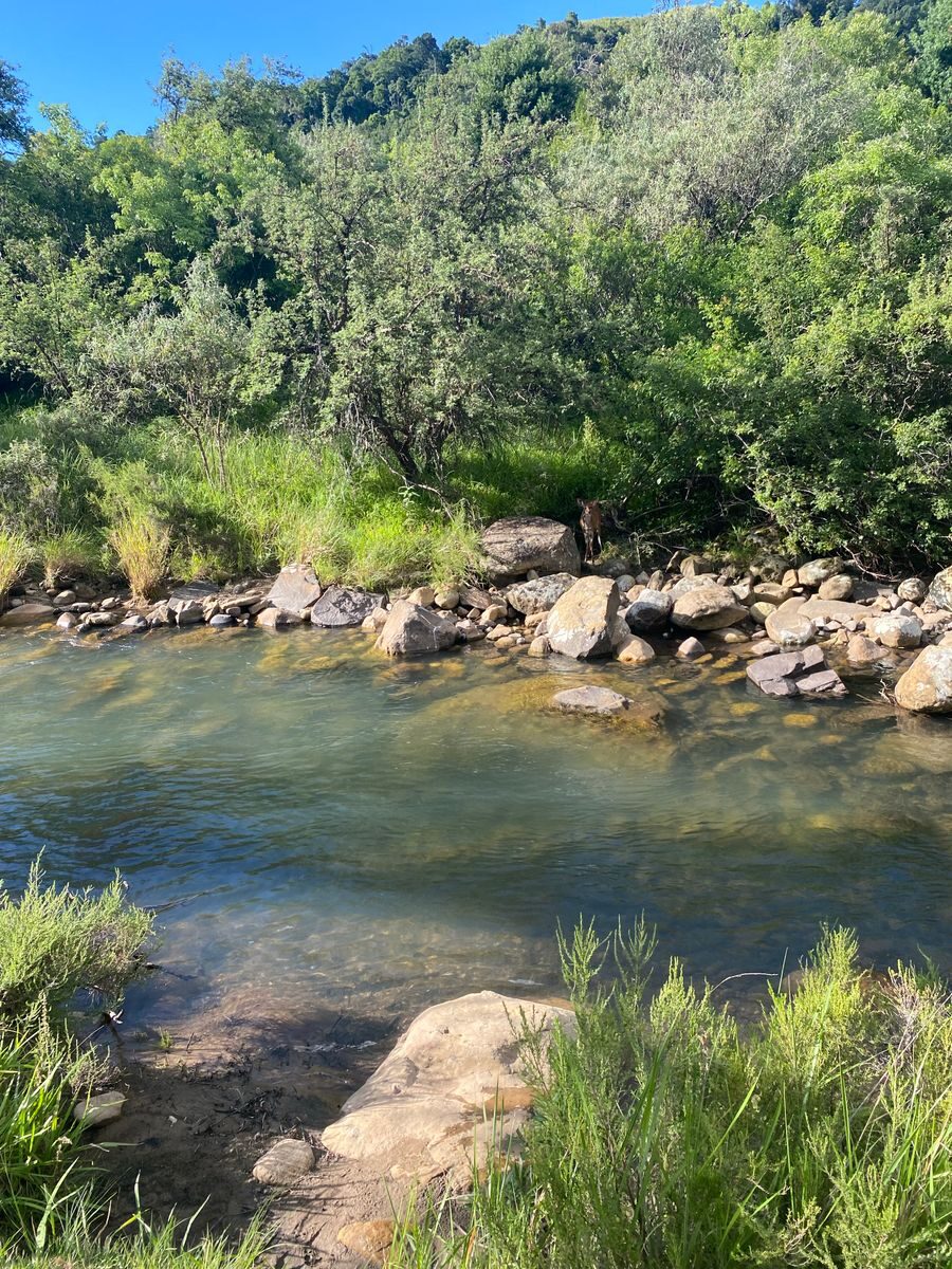 Peaceful river scene in a forest with greenery and rocks on a sunny day.