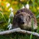 Cute hedgehog exploring a vibrant spring meadow with snowdrop flowers.
