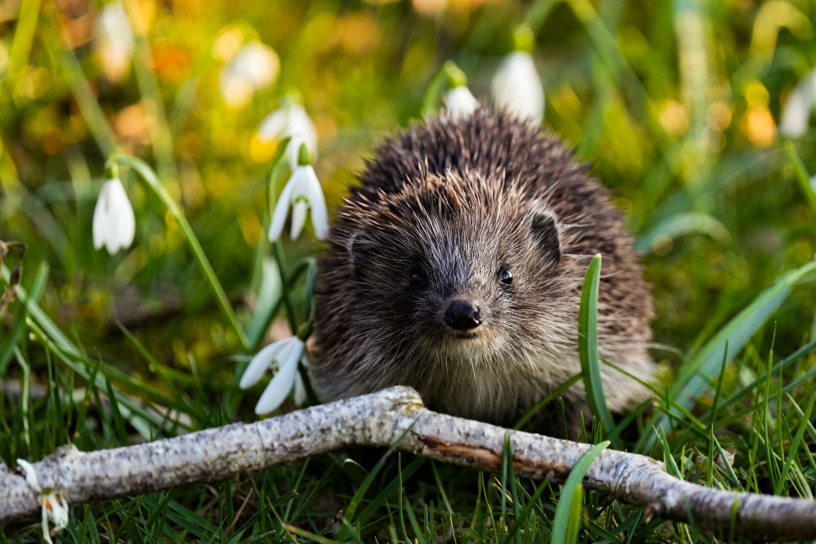 Cute hedgehog exploring a vibrant spring meadow with snowdrop flowers.