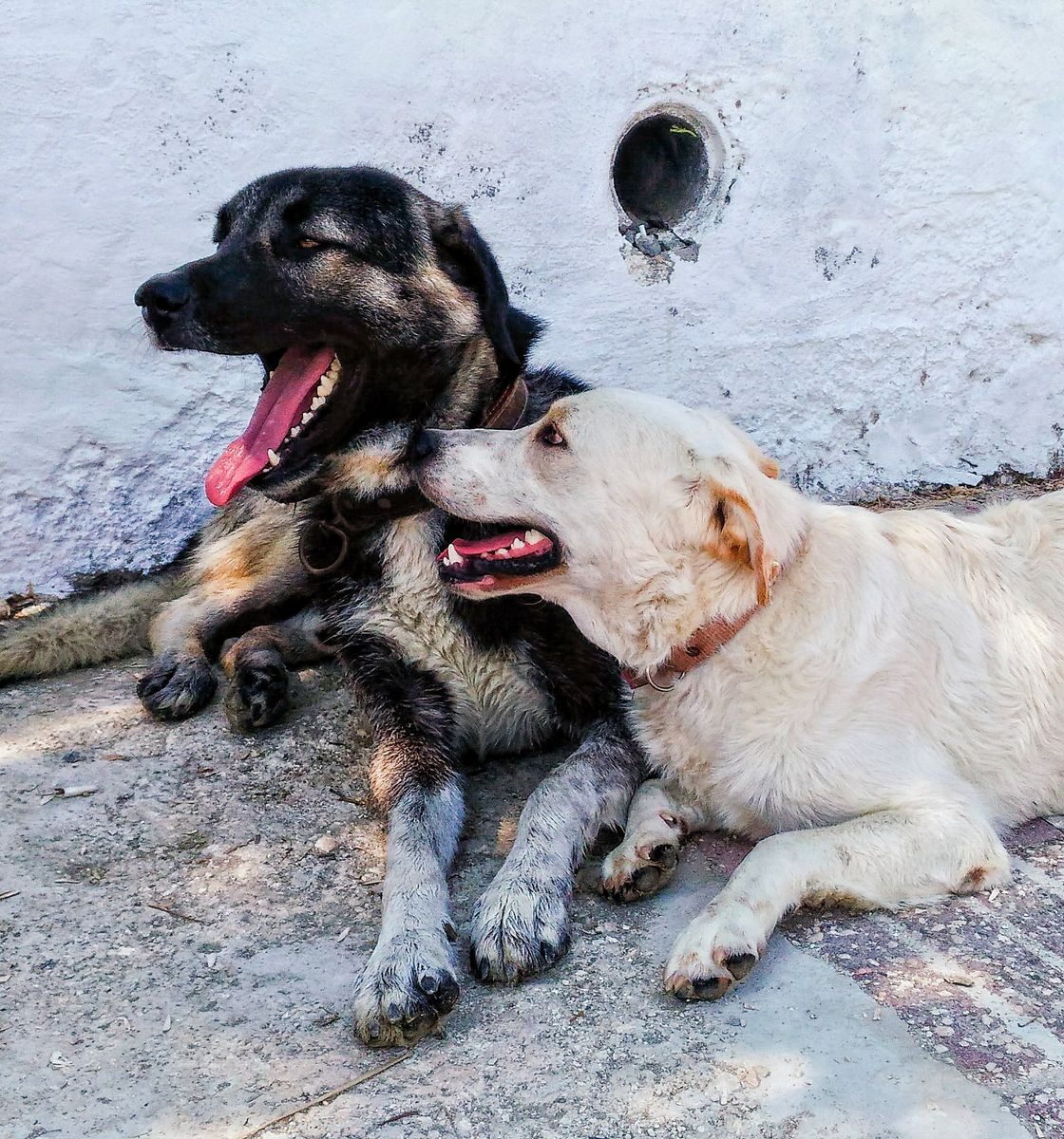 Adorable black and white dogs relaxing outdoors, enjoying a sunny day.