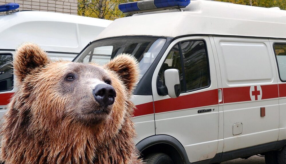 Mrki medved težak 280 kilograma napao lovca na ostrvu Hokaido – napad medveda na Hokaidu