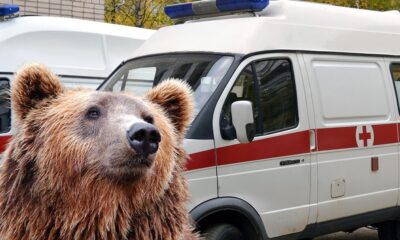Mrki medved težak 280 kilograma napao lovca na ostrvu Hokaido – napad medveda na Hokaidu
