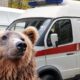 Mrki medved težak 280 kilograma napao lovca na ostrvu Hokaido – napad medveda na Hokaidu