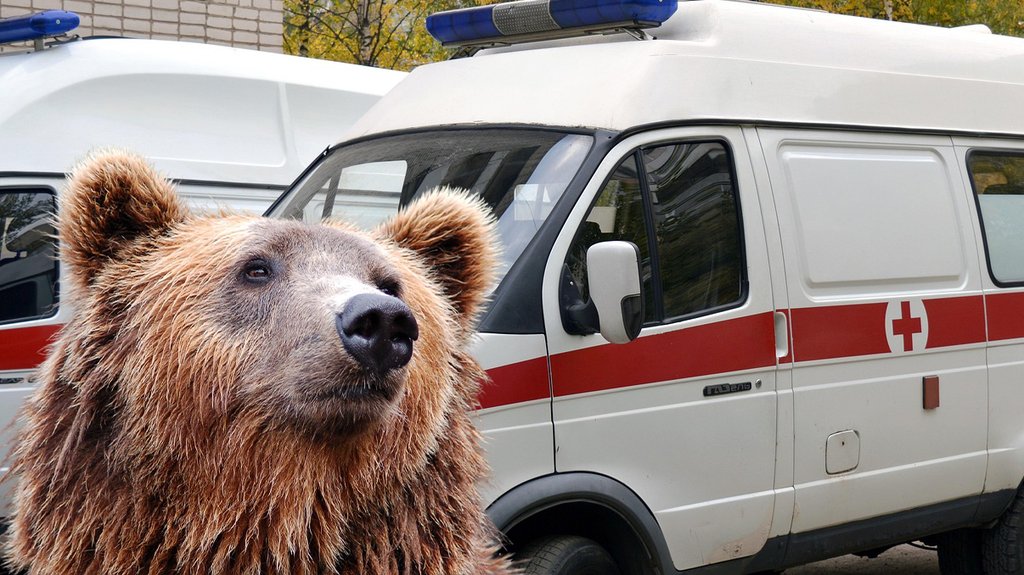 Mrki medved težak 280 kilograma napao lovca na ostrvu Hokaido – napad medveda na Hokaidu