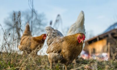 Narodna verovanja iz detinjstva: Koje „ne valja“ i danas poštujemo?