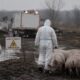 Afrička kuga svinja u Loznici: Situacija stabilna, mere i dalje na snazi