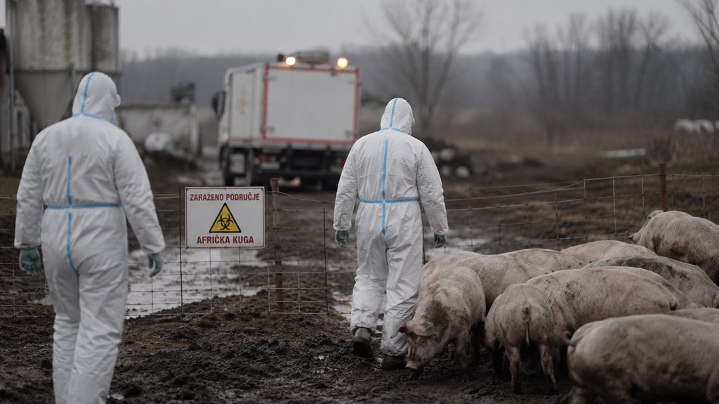 Afrička kuga svinja u Loznici: Situacija stabilna, mere i dalje na snazi