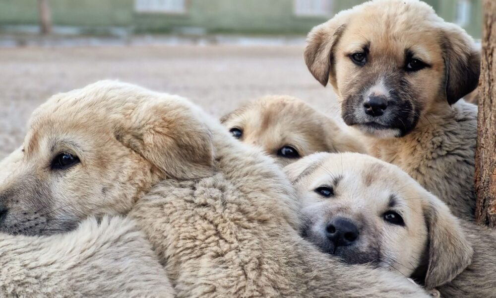 Cute group of puppies cuddling outdoors, showcasing their innocence and companionship.