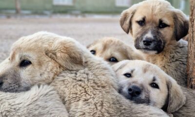 Cute group of puppies cuddling outdoors, showcasing their innocence and companionship.