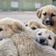 Cute group of puppies cuddling outdoors, showcasing their innocence and companionship.