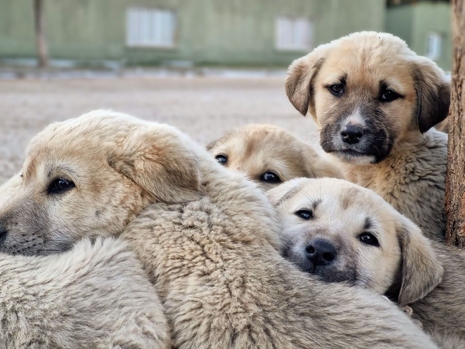 Cute group of puppies cuddling outdoors, showcasing their innocence and companionship.
