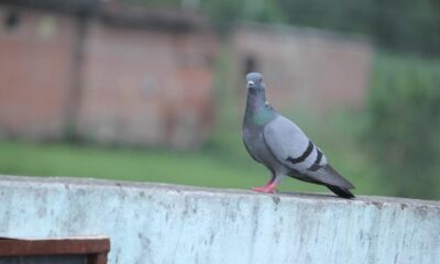 domestic pigeon, pigeon, rock dove, bird, animal, rock pigeon, common pigeon, nature, avian