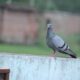 domestic pigeon, pigeon, rock dove, bird, animal, rock pigeon, common pigeon, nature, avian