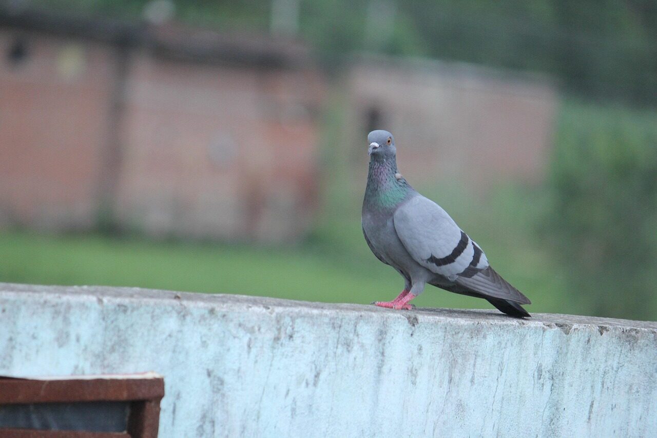 domestic pigeon, pigeon, rock dove, bird, animal, rock pigeon, common pigeon, nature, avian