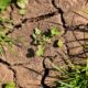 Poljoprivreda u Srbiji gubi 1,5 milijardi evra po sušnoj sezoni zbog klimatskih promena