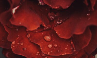 Macro shot of water droplets on vibrant red rose petals, showcasing natural beauty.