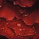Macro shot of water droplets on vibrant red rose petals, showcasing natural beauty.