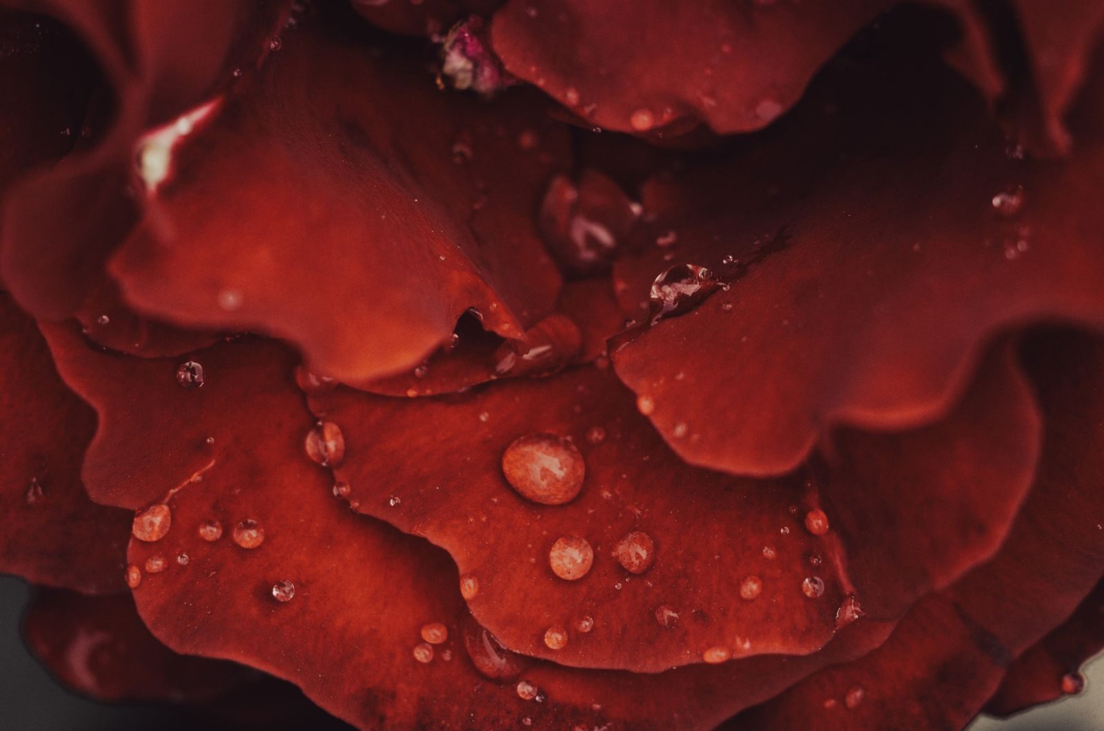 Macro shot of water droplets on vibrant red rose petals, showcasing natural beauty.