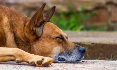 A peaceful close-up of a dog sleeping on the ground, showcasing relaxation.