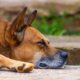 A peaceful close-up of a dog sleeping on the ground, showcasing relaxation.