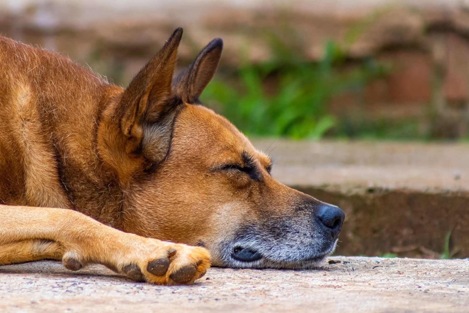 A peaceful close-up of a dog sleeping on the ground, showcasing relaxation.