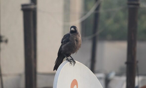 crow, grey-necked, house crow