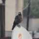 crow, grey-necked, house crow