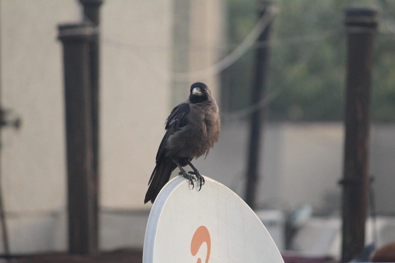 crow, grey-necked, house crow