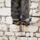 trogir, zidine, golub