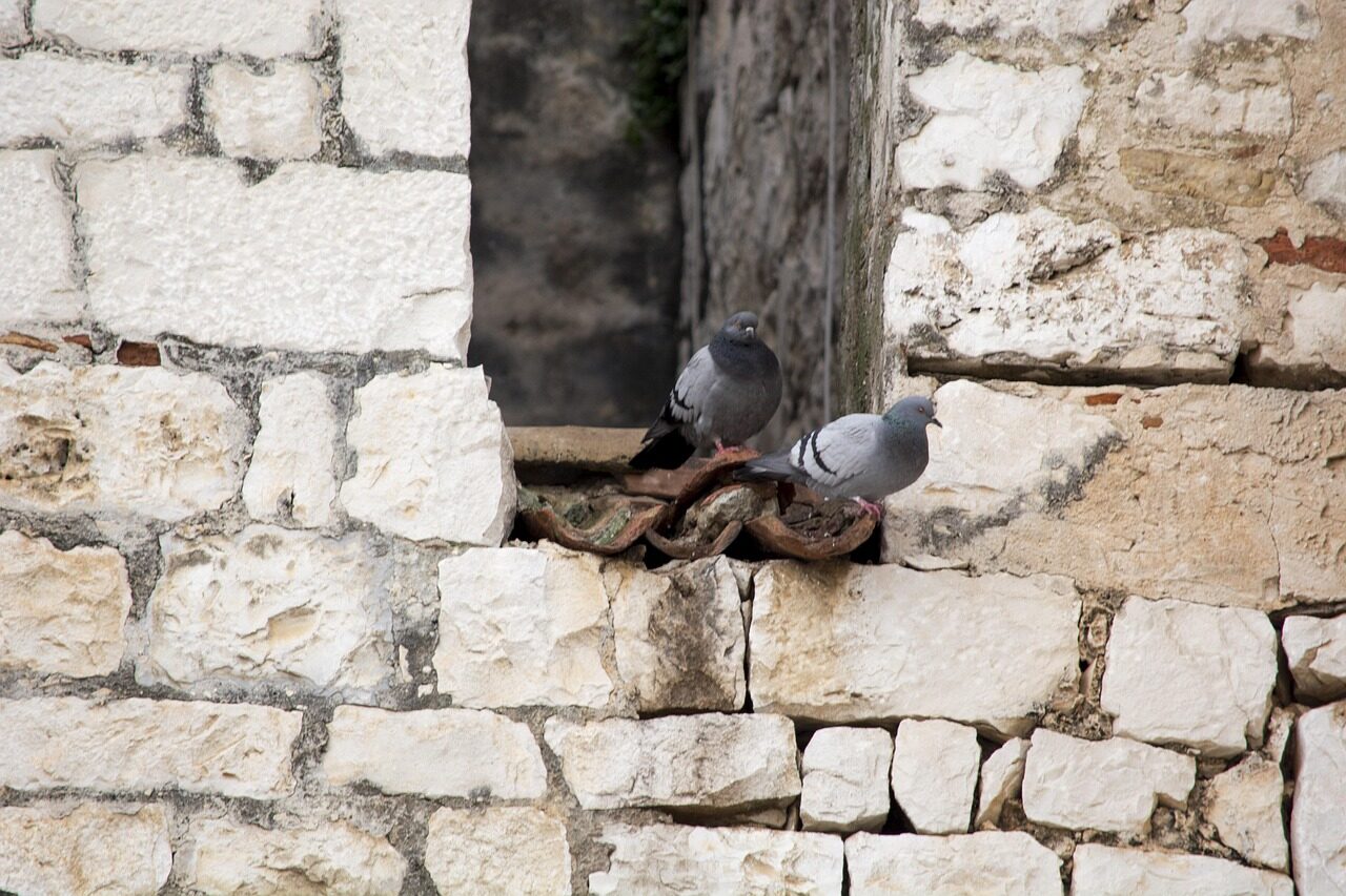 trogir, zidine, golub