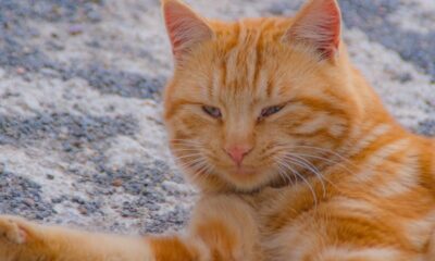 A calm ginger tabby cat rests on a textured outdoor surface, showcasing its vibrant orange fur.