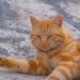 A calm ginger tabby cat rests on a textured outdoor surface, showcasing its vibrant orange fur.