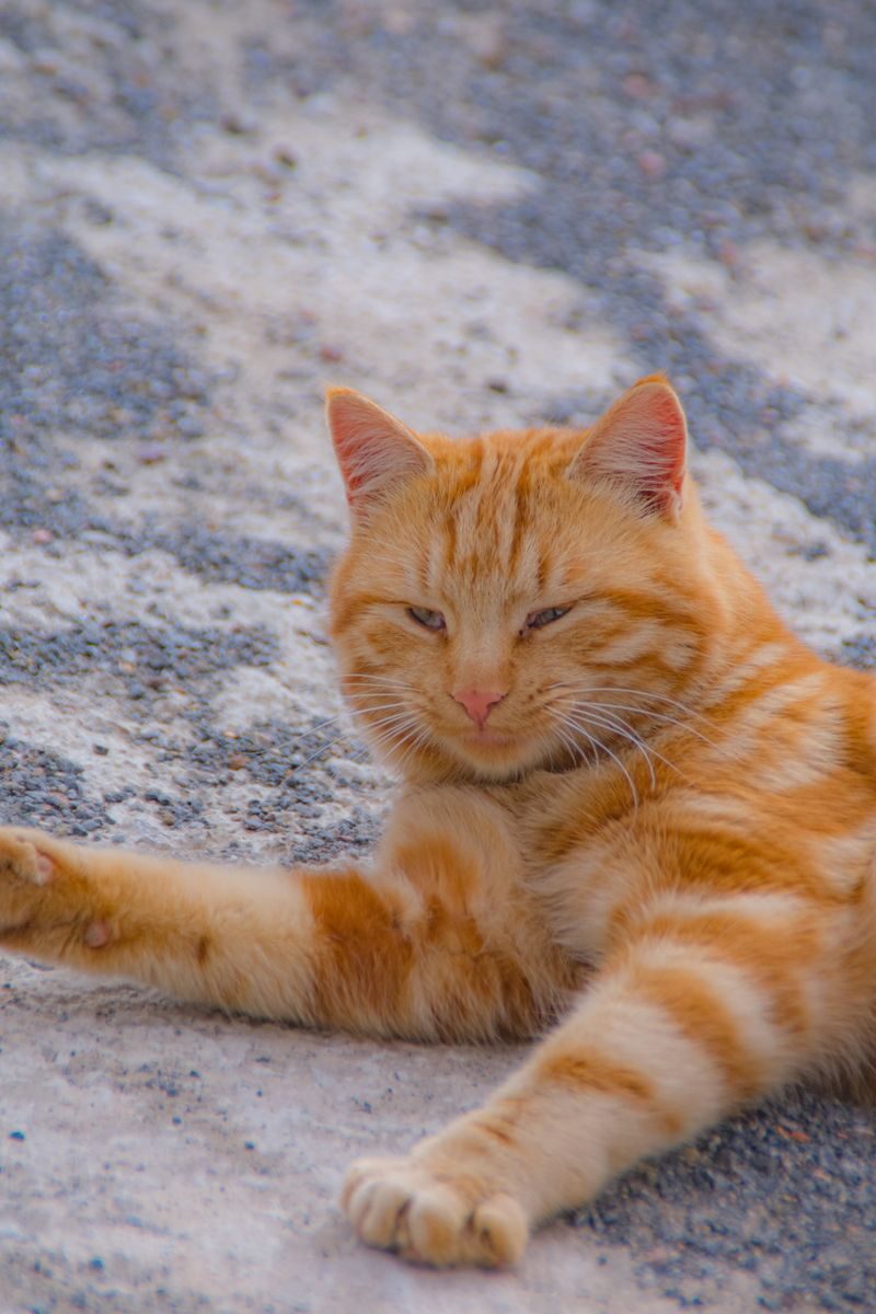 A calm ginger tabby cat rests on a textured outdoor surface, showcasing its vibrant orange fur.