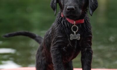 labrador, kayak, black labrador, border collie, pet, dog, nature, puppy, swimming, cute, animal