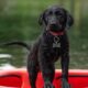 labrador, kayak, black labrador, border collie, pet, dog, nature, puppy, swimming, cute, animal