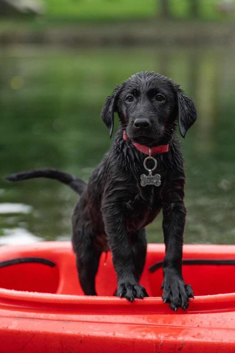 labrador, kayak, black labrador, border collie, pet, dog, nature, puppy, swimming, cute, animal
