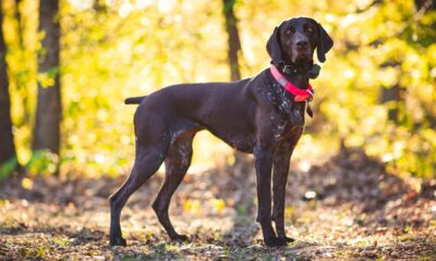 pointer, pointer dpg, gsp, gsp dog, german shorthaired pointer, dog, canine, animal, pet, hunting dog, brown dog