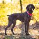pointer, pointer dpg, gsp, gsp dog, german shorthaired pointer, dog, canine, animal, pet, hunting dog, brown dog