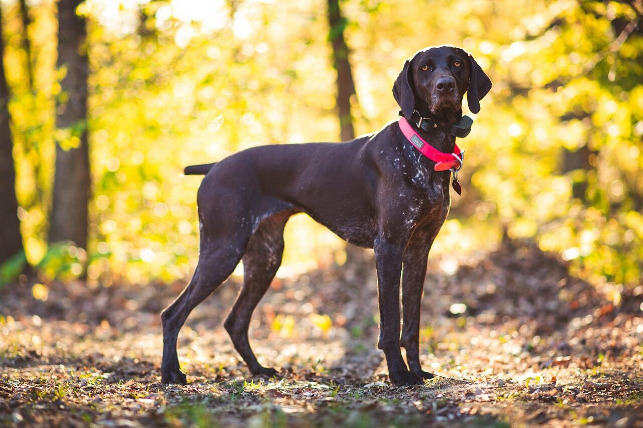 pointer, pointer dpg, gsp, gsp dog, german shorthaired pointer, dog, canine, animal, pet, hunting dog, brown dog