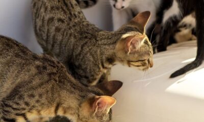 A group of cats exploring and drinking from a water bottle in a sunlit outdoor setting.