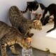 A group of cats exploring and drinking from a water bottle in a sunlit outdoor setting.