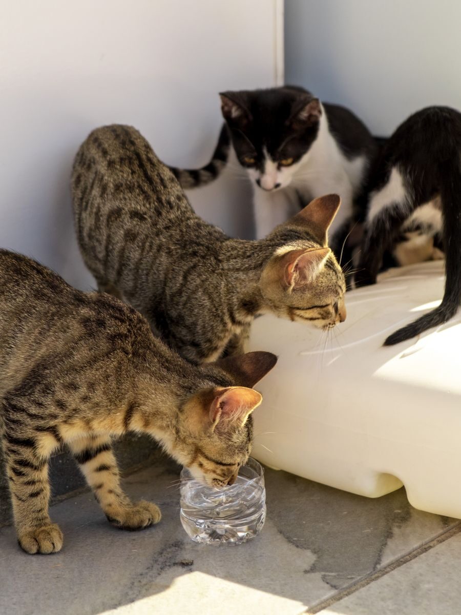 A group of cats exploring and drinking from a water bottle in a sunlit outdoor setting.