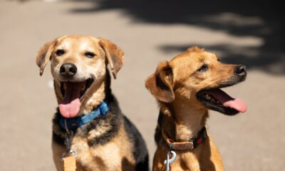 Pet friendly smeštaj u Srbiji: Zašto je ponuda za vlasnike ljubimaca nikad veća