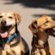Pet friendly smeštaj u Srbiji: Zašto je ponuda za vlasnike ljubimaca nikad veća