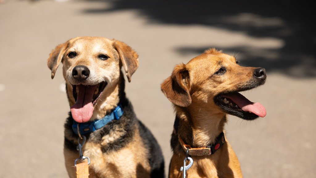Pet friendly smeštaj u Srbiji: Zašto je ponuda za vlasnike ljubimaca nikad veća